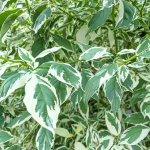 Weeping Fig Variegated