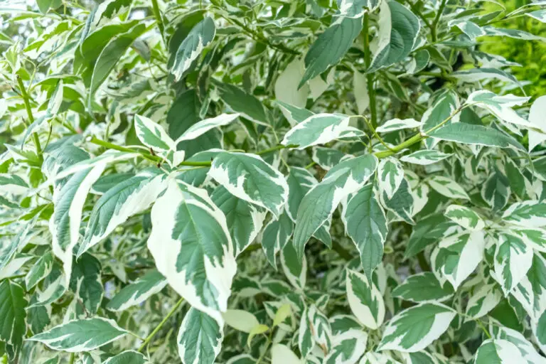 Weeping Fig Variegated