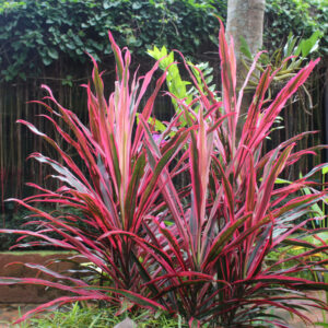 Cordyline Electric Pink