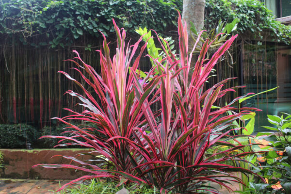 Cordyline Electric Pink