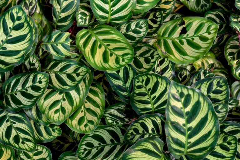 Peacock Plant