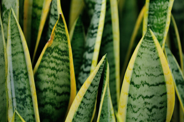 Mother-in-Law's Tongue