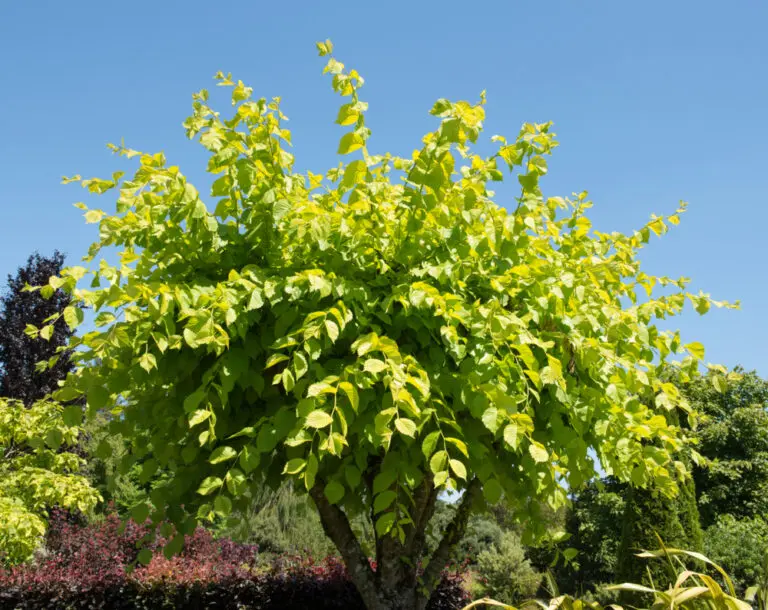 Golden Elm