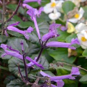 Plectranthus Velvet Elvis PBR
