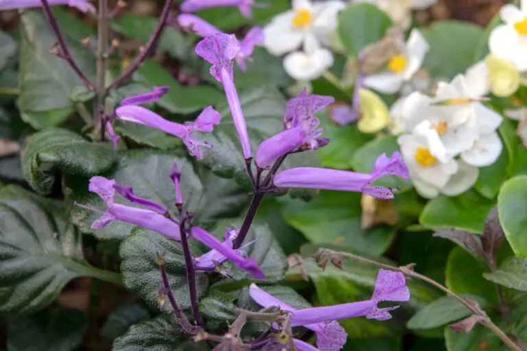 Plectranthus Velvet Elvis PBR