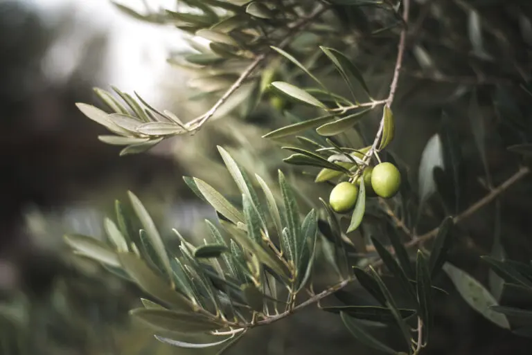 Olive Del Morocco