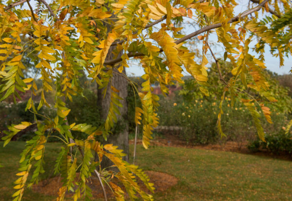 Sunburst Honey Locust - Image 2