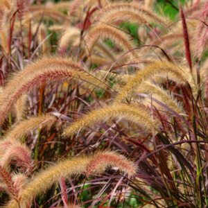 Purple Fountain Grass