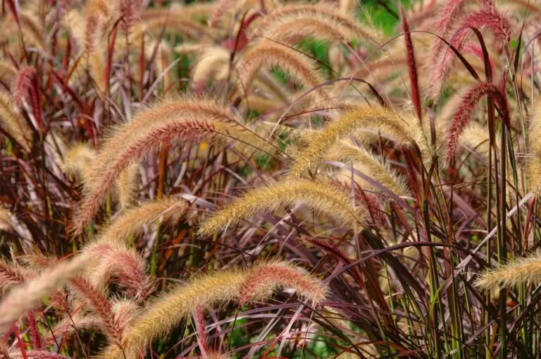 Purple Fountain Grass
