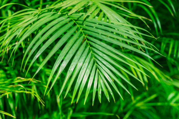 Golden Cane Palm - Image 2