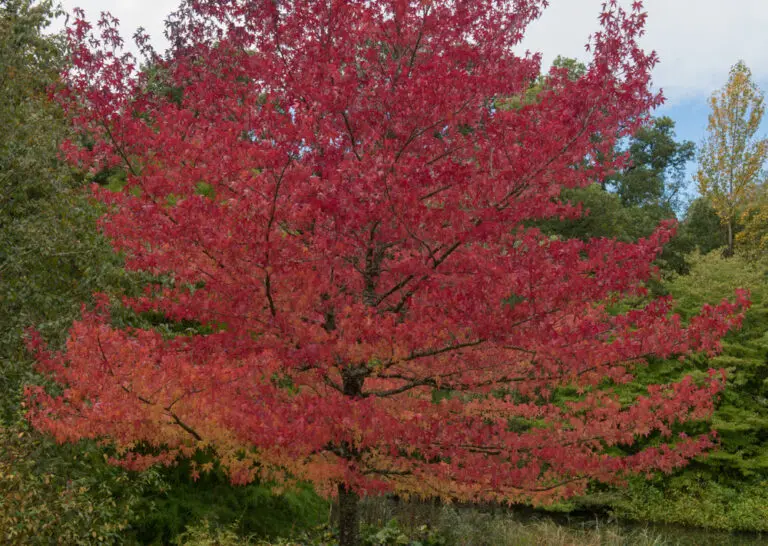 Sweet gum