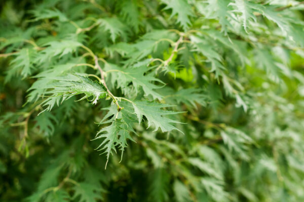 Cut Leaf Birch - Image 2