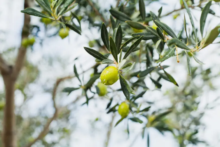 Olive Picholine