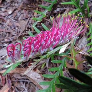 Grevillea Bronze Rambler
