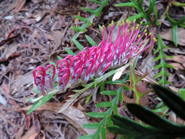 Grevillea Bronze Rambler