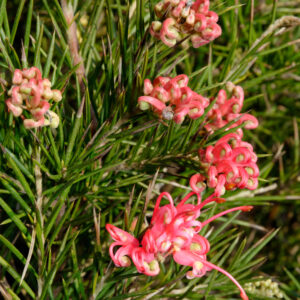 Grevillea Winter Flame