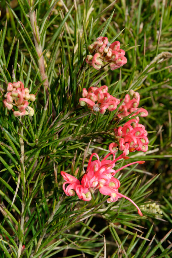 Grevillea Winter Flame