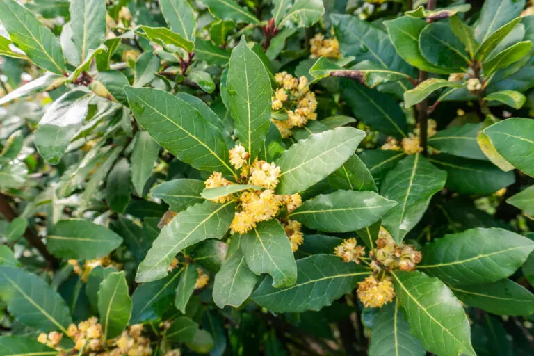 Bay Tree