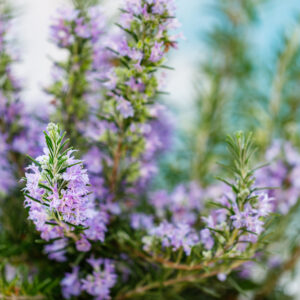 Rosemary Chef's Choice