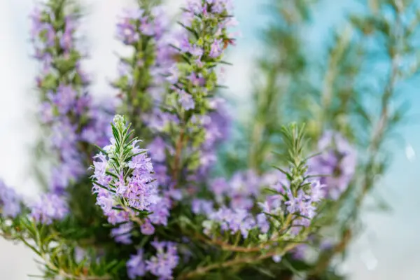 Rosemary Chef's Choice