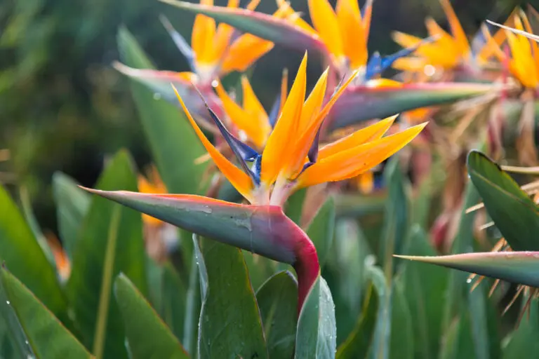Bird Of Paradise