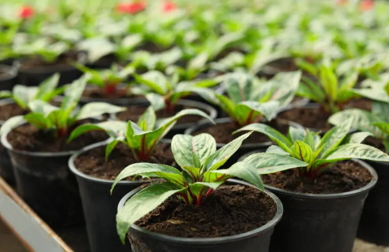 Plastic Pots