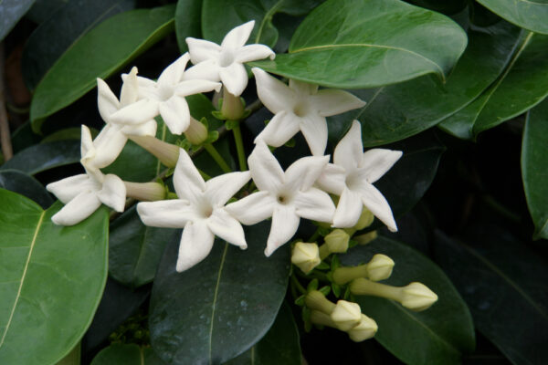 Madagascar Jasmine