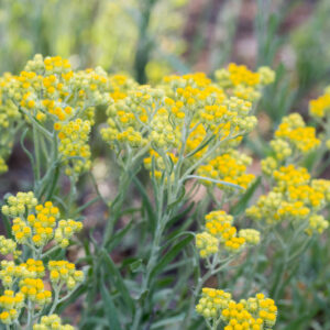 Desert Flame Yellow Buttons