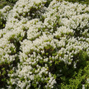Hebe buxifolia 
