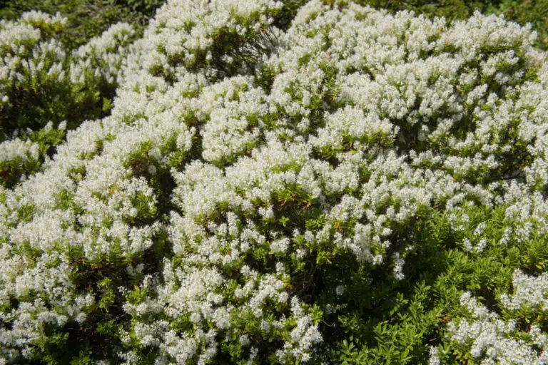 Hebe buxifolia 