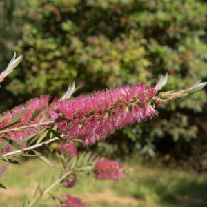 Callistemon Pink Champagne