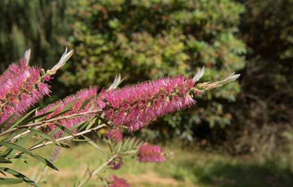 Callistemon Pink Champagne