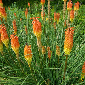 Kniphofia Poco