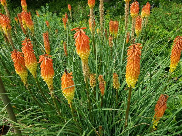 Kniphofia Poco