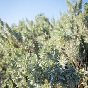 Rhagodia Aussie Flat Bush