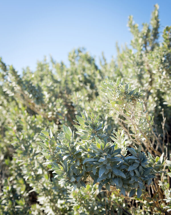 Rhagodia Aussie Flat Bush
