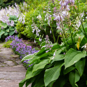 Hosta