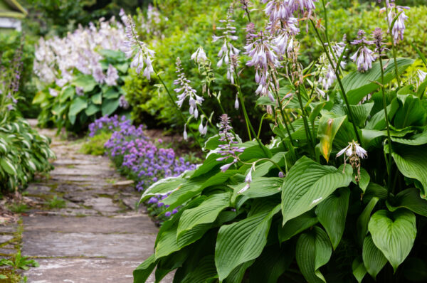 Hosta