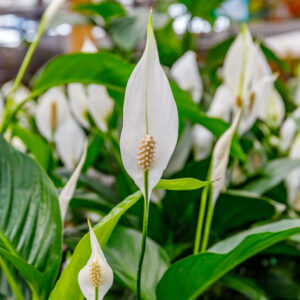 Spathiphyllum Pablo
