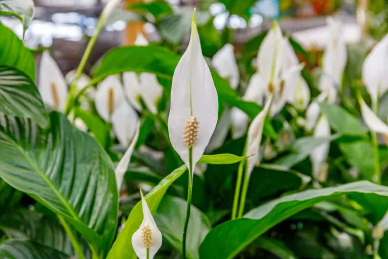 Spathiphyllum Pablo
