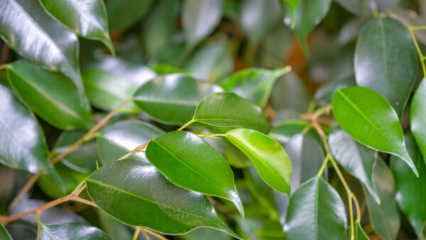 Weeping fig - Image 2