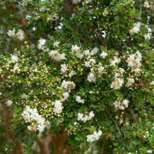 Chilean Myrtle