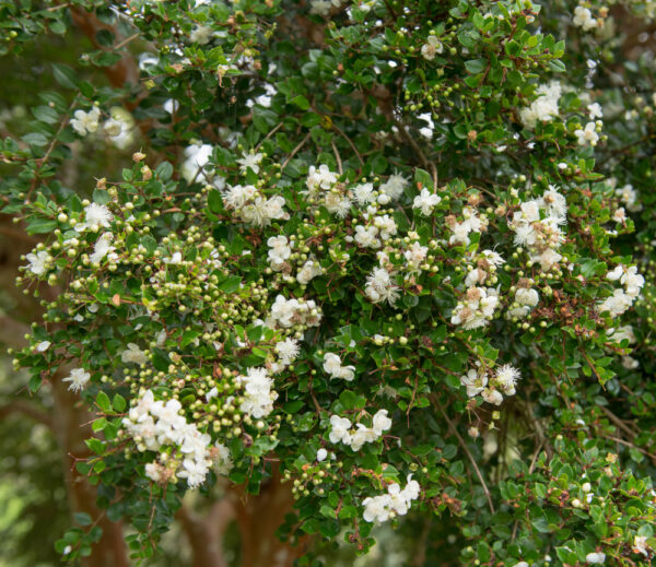 Chilean Myrtle