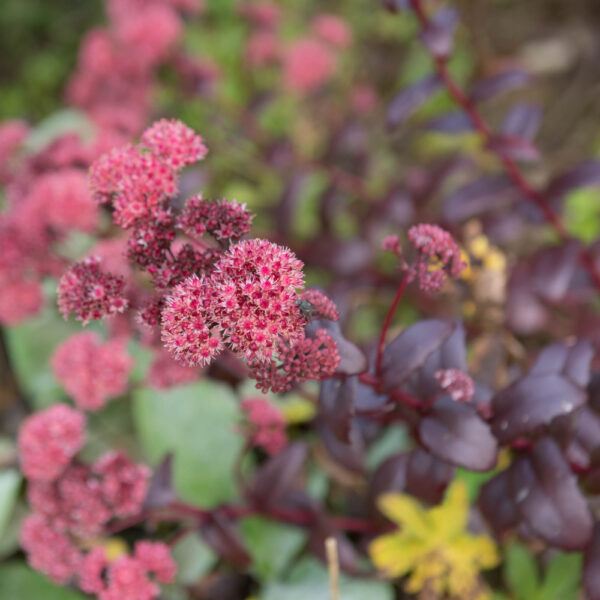 Sedum Bertram Anderson