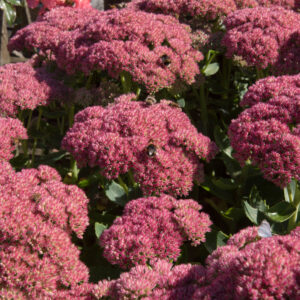 Sedum Birthday Party