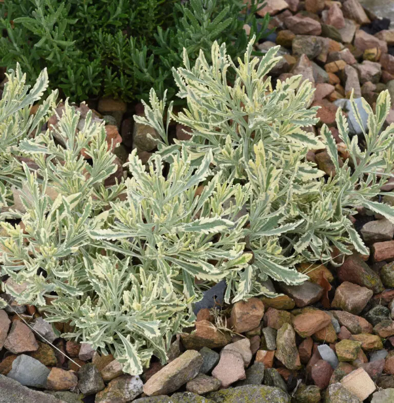 Meerlo Lavender