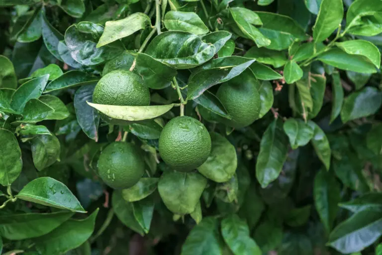 Sublime Lime