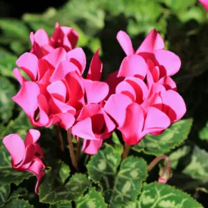 Cyclamen