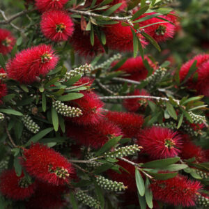 Callistemon Kings Park Special