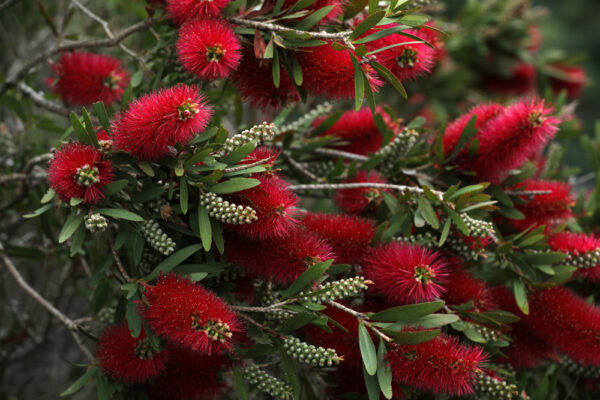 Callistemon Kings Park Special